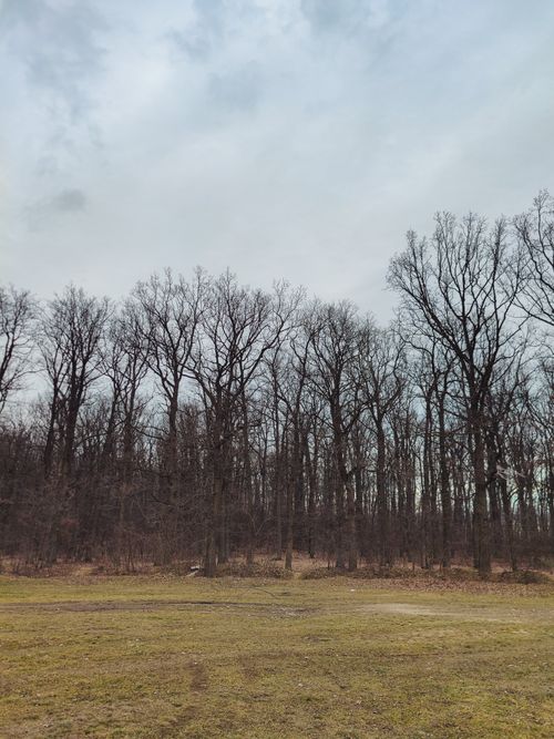 Free Bare trees in a serene winter forest against a cloudy sky. Stock Photo