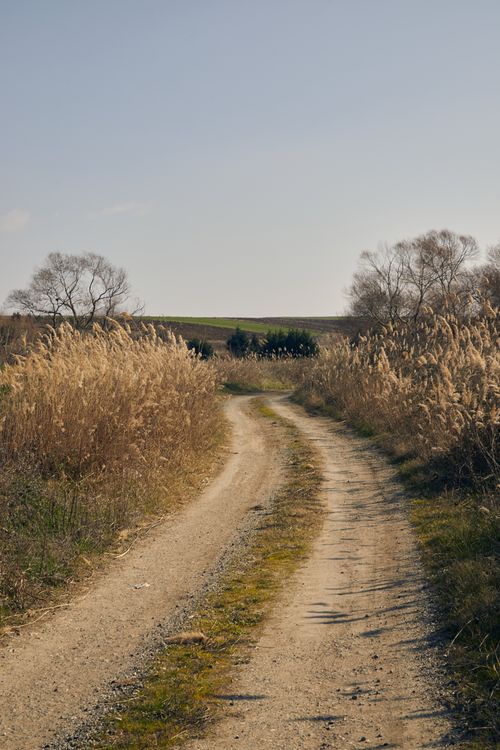 Free A tranquil country road surrounded by tall grasses under a clear blue sky. Stock Photo