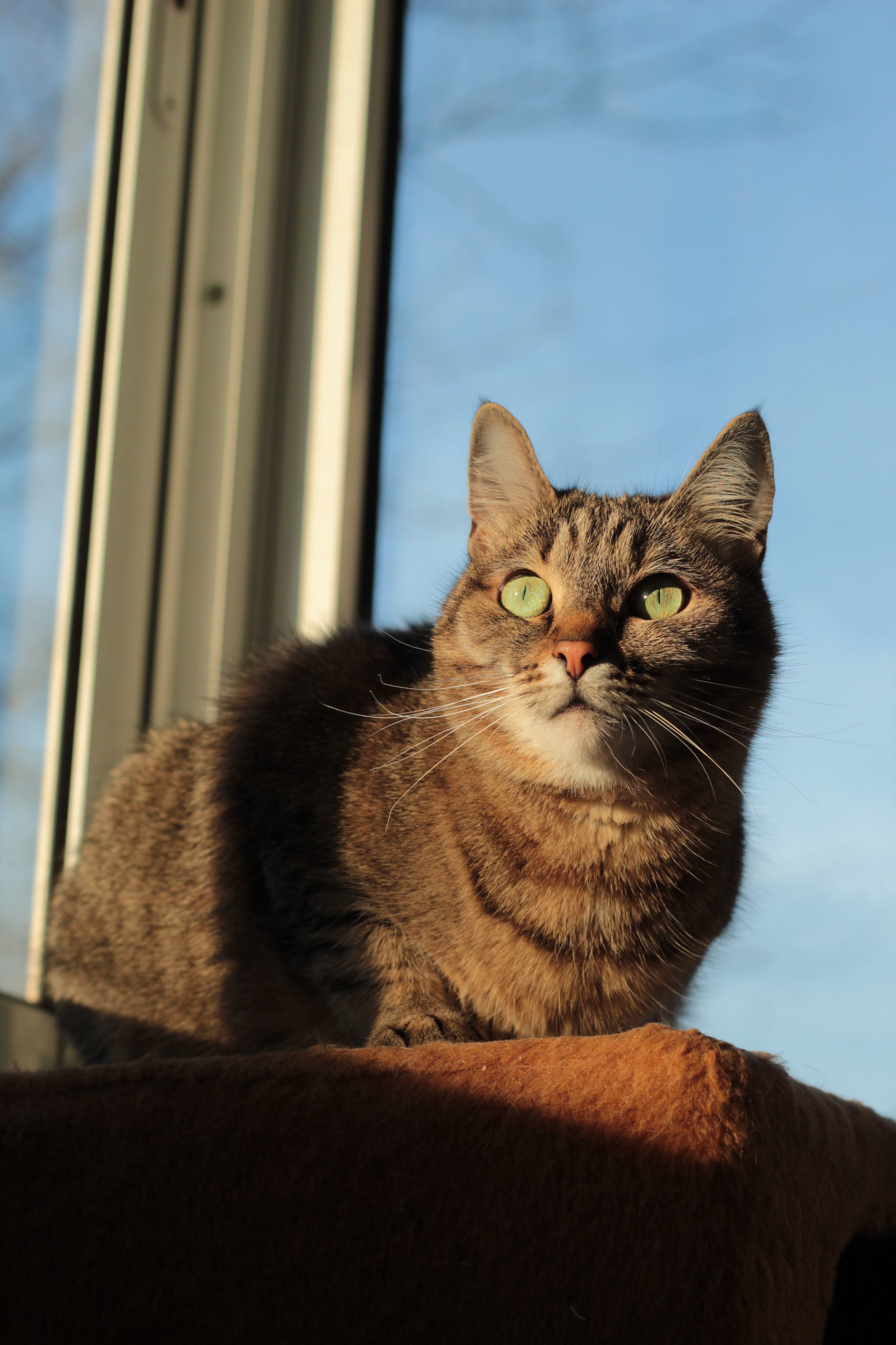Tabby Cat Relaxing by Sunlit Window · Free Stock Photo
