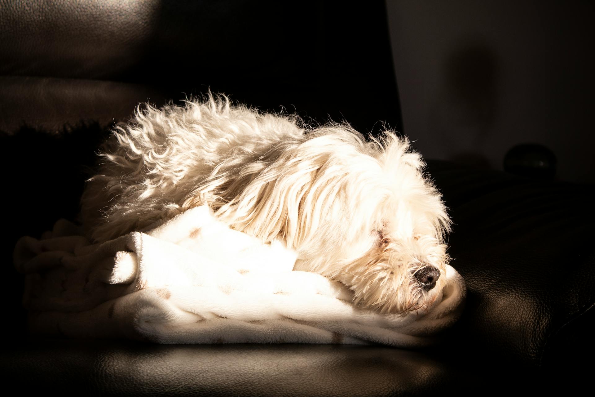 Fluffy white dog sleeping on a cozy blanket, illuminated by soft lighting.