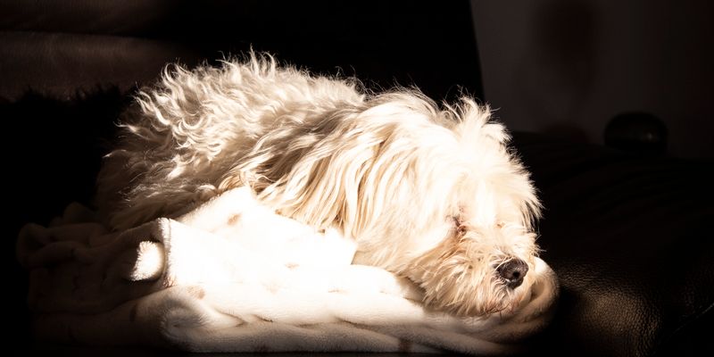 Best Dog Beds