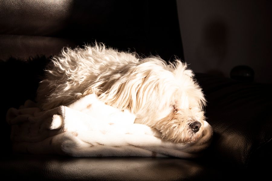A dog resting quietly on a soft blanket