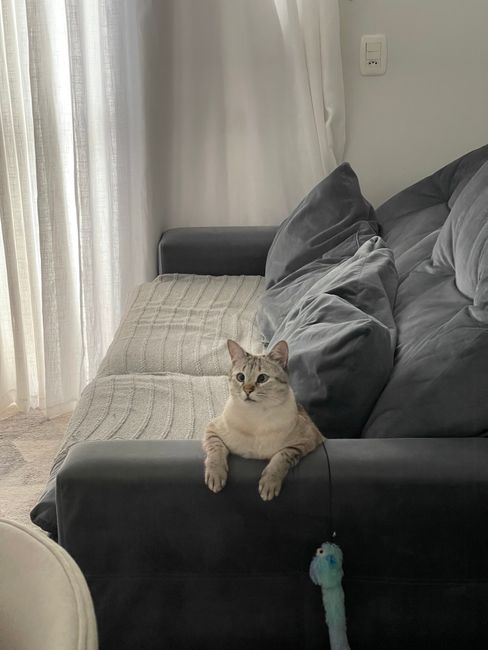 Fotomural Encantador gato siamés descansando en un acogedor sofá gris en una sala de estar bien iluminada.