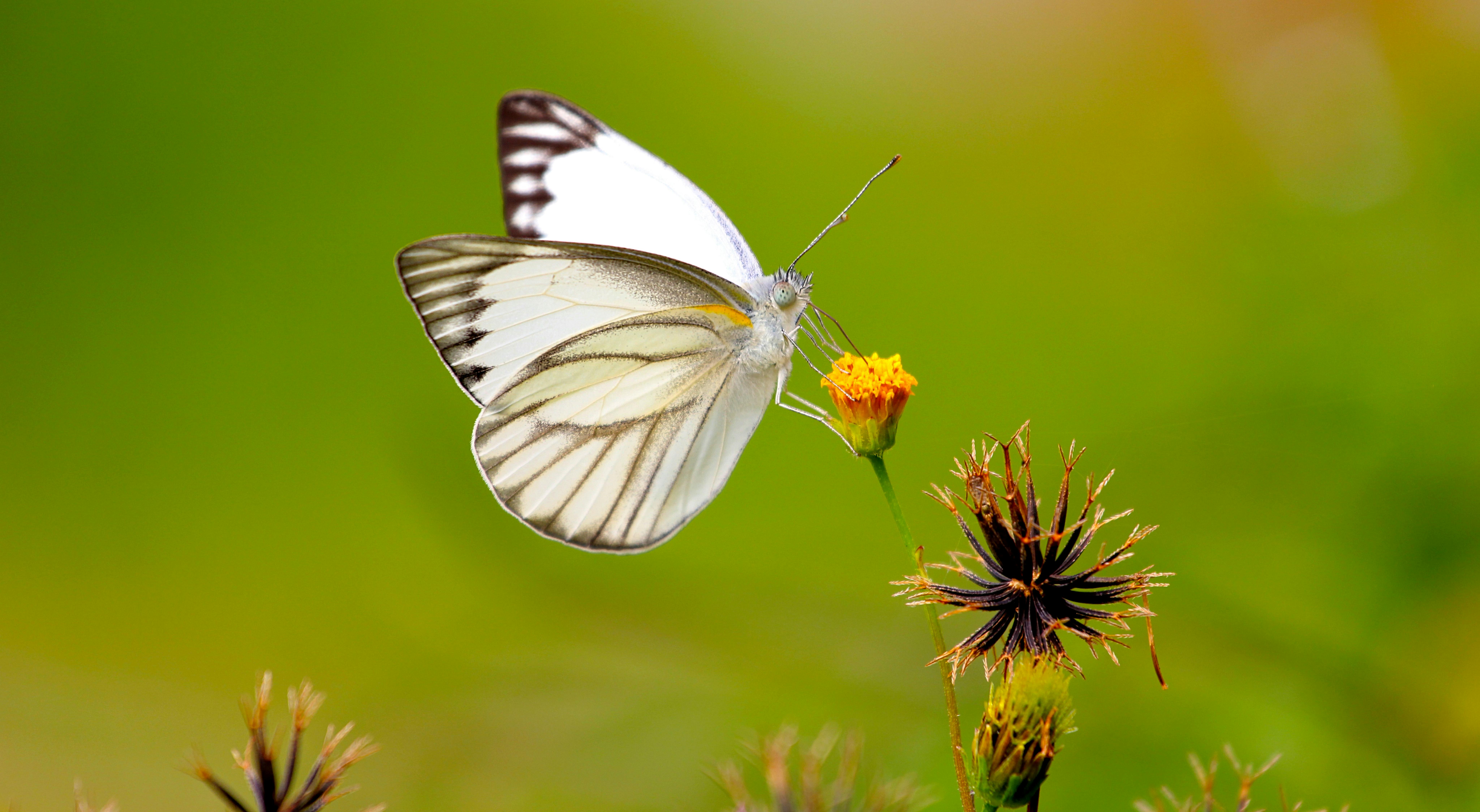 Free stock photo of animal, antenna, biology