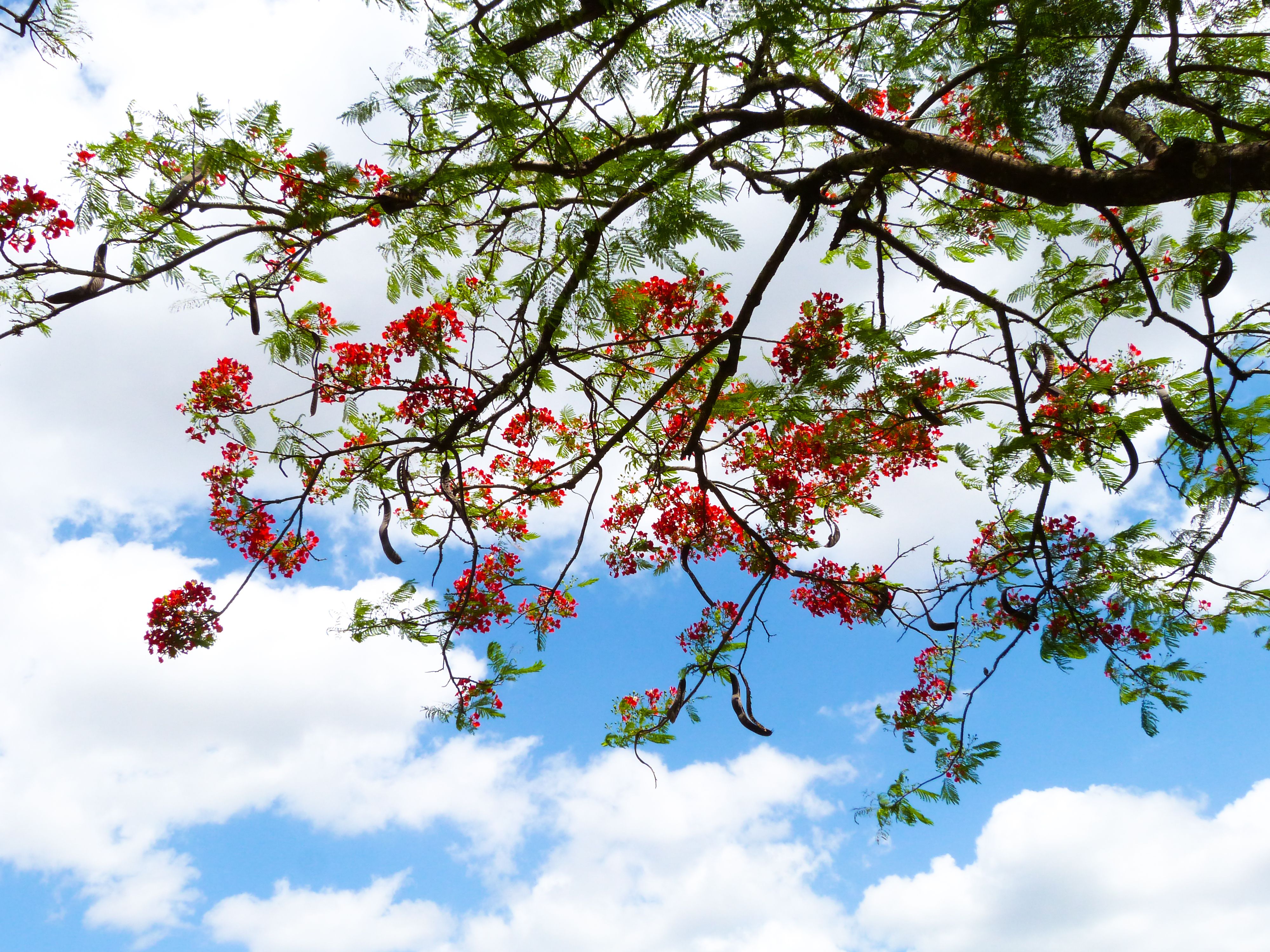 Colorful branches with red flowers against a bright blue sky, evoking summer vibes.