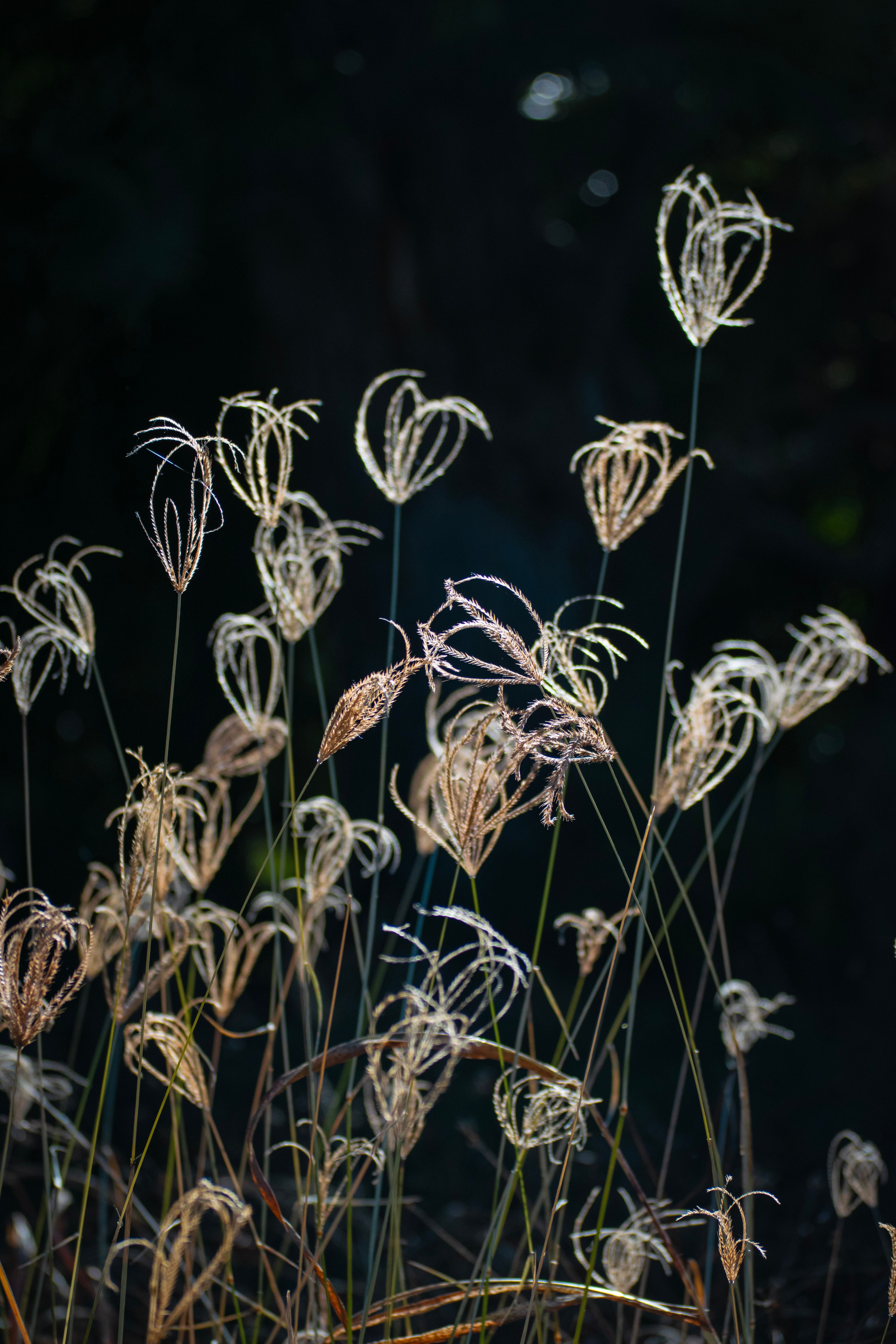Artistic shot of dried grass stems silhouetted against a dark background, capturing nature's elegance.