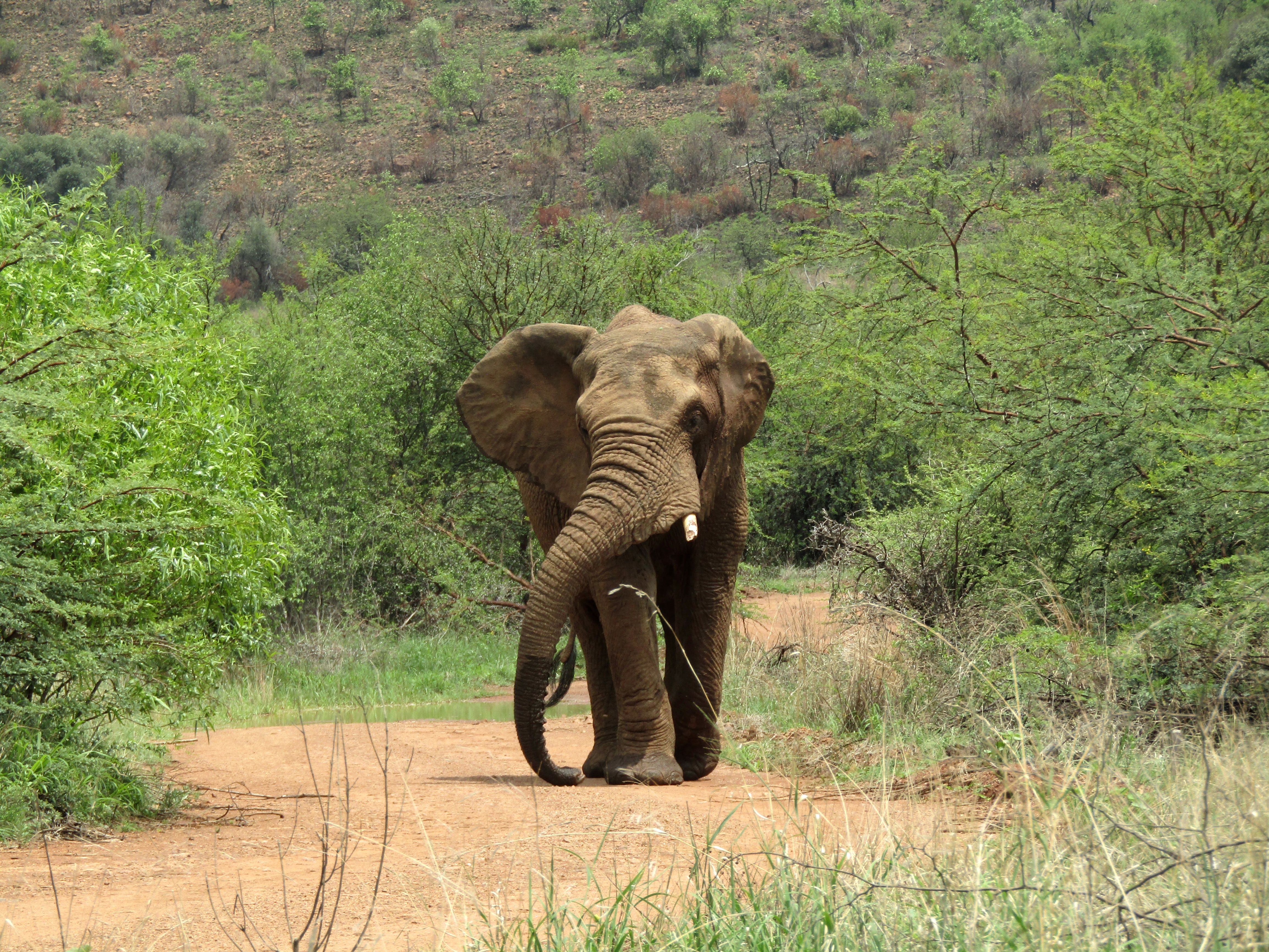 A powerful African elephant walking through a lush green landscape on a sunny day.