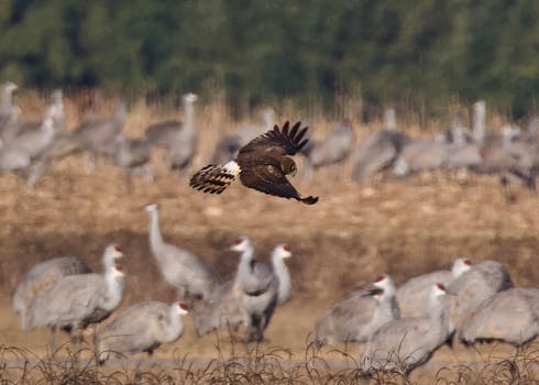 A bird of prey in flight above a group of sandhill cranes in a natural setting.