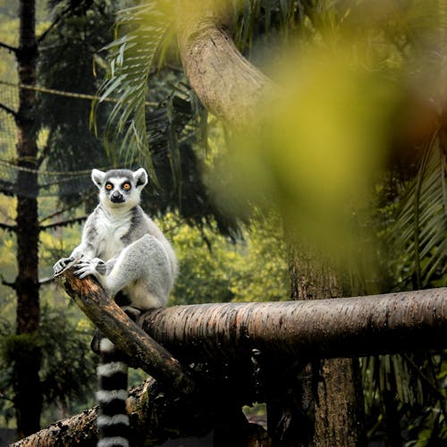 Free Ring-tailed Lemur Stock Photo