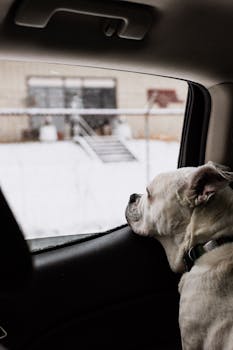 A white dog gazes outside the car window at a snowy landscape, capturing a serene winter moment.