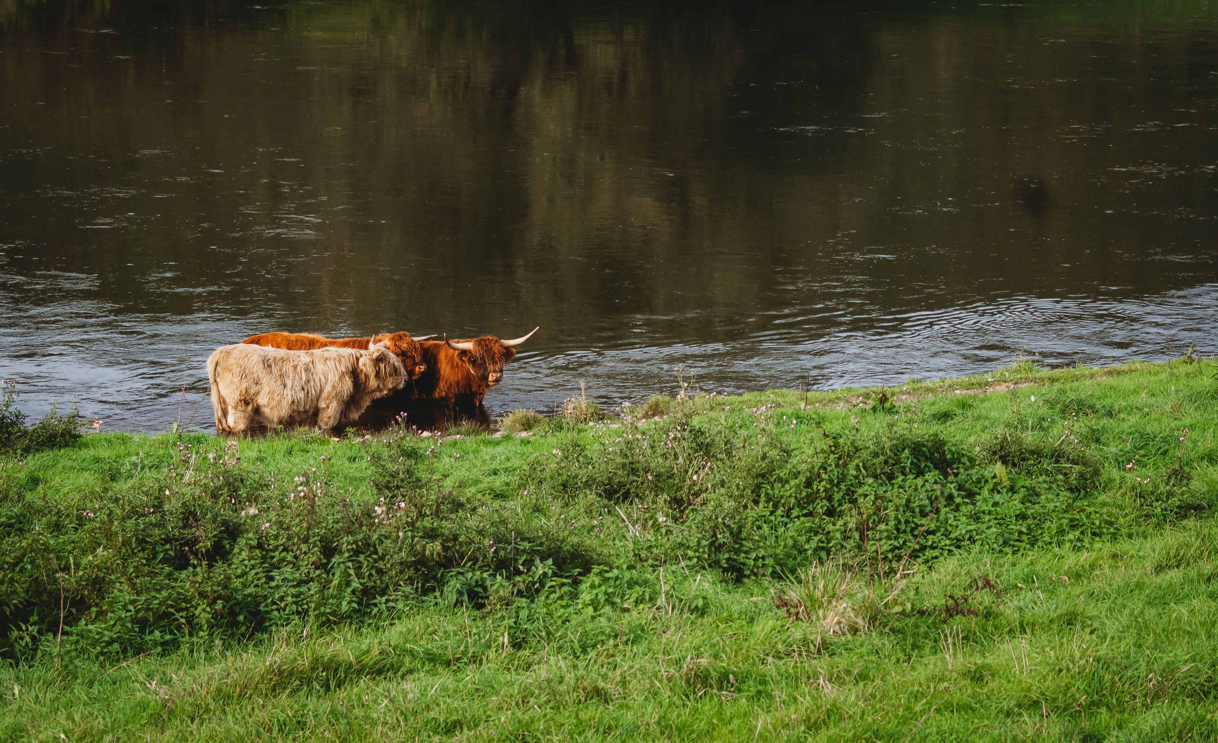 Highland Cows Grazing by a Tranquil River · Free Stock Photo
