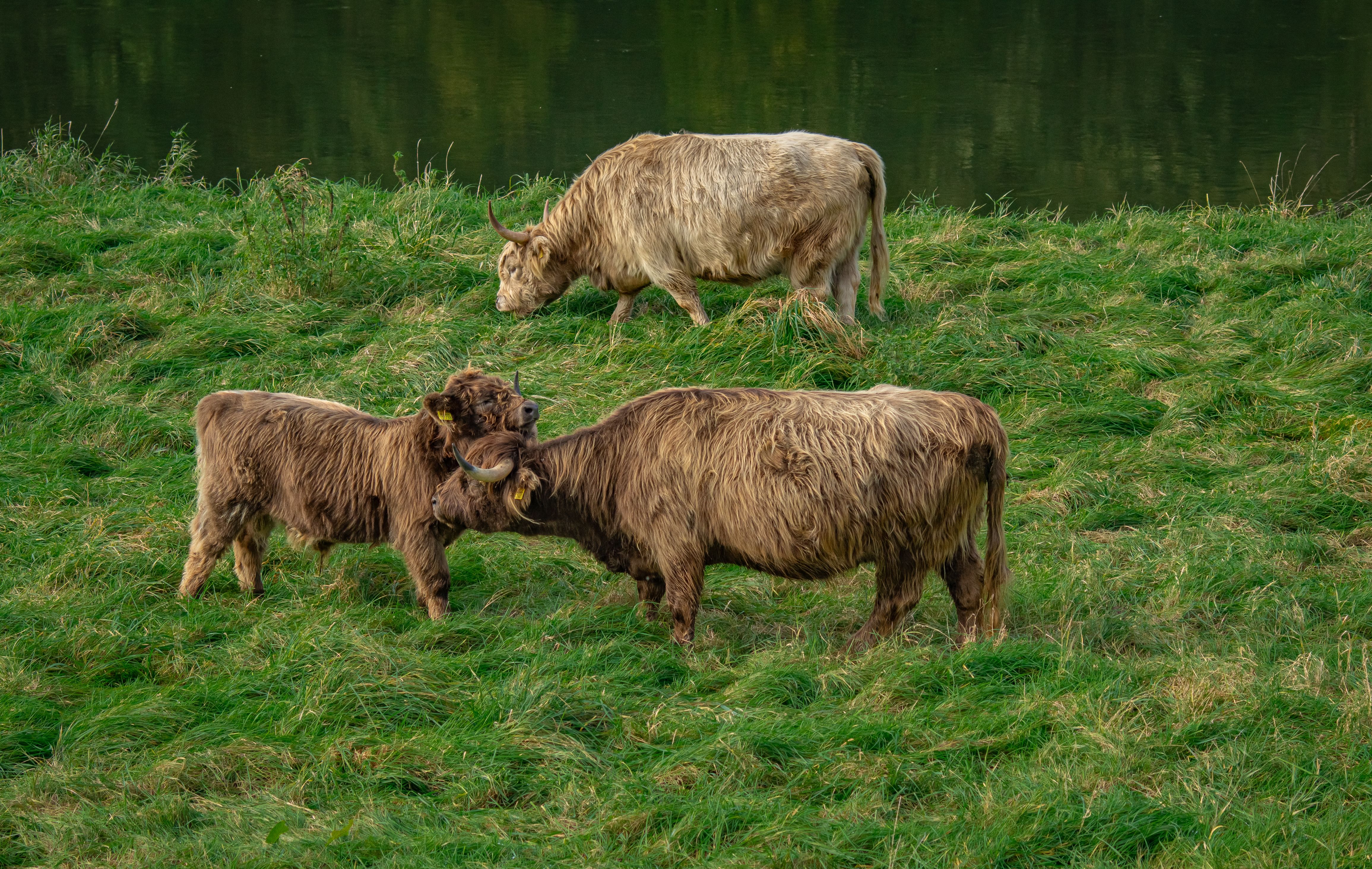 Highland Cattle Grazing in Lush Pasture · Free Stock Photo