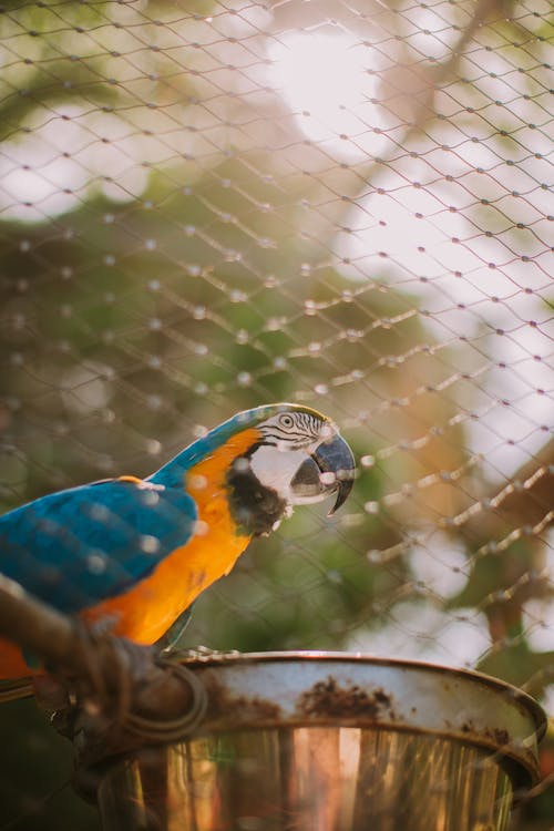 grátis Pássaro Arara Azul E Amarelo Foto profissional