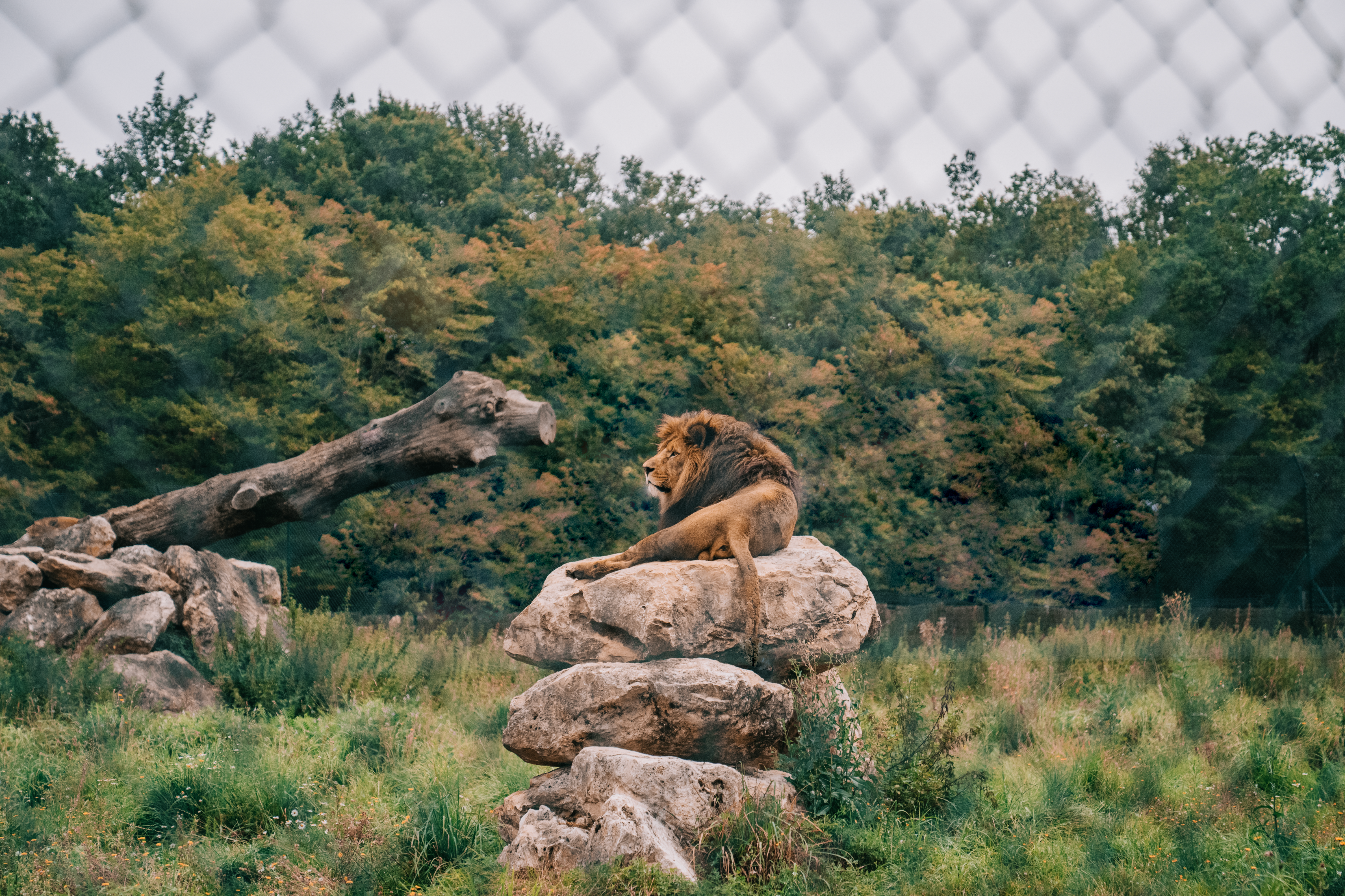 Majestic Lion Resting on Rocks in Nature · Free Stock Photo