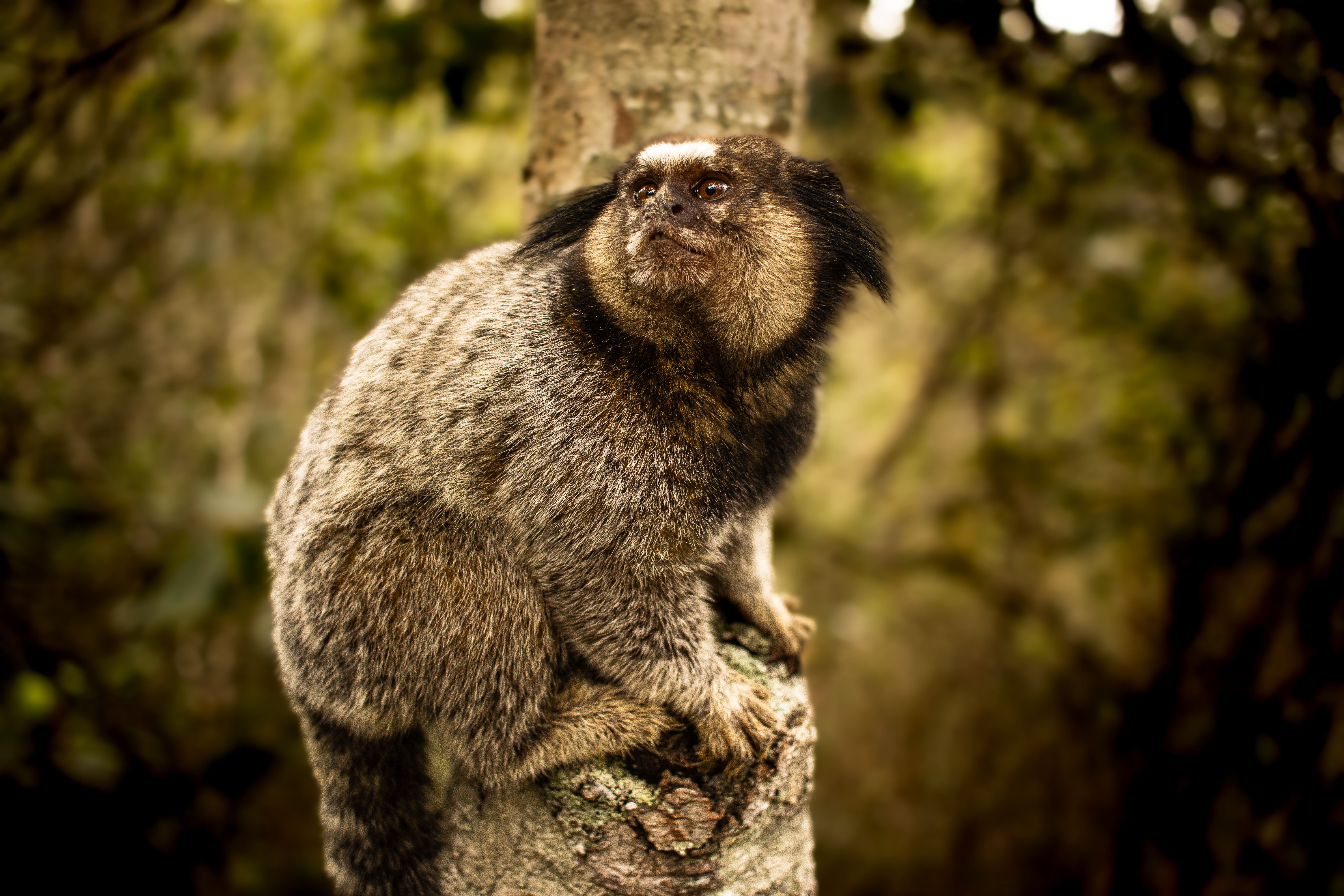 Close-up of a marmoset monkey perched on a tree in a forest, displaying natural behavior.