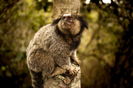 Close-up of a marmoset monkey perched on a tree in a forest, displaying natural behavior.
