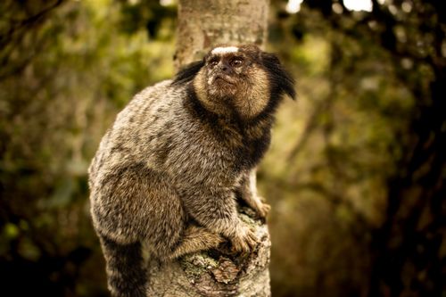 Free Close-up of a marmoset monkey perched on a tree in a forest, displaying natural behavior. Stock Photo