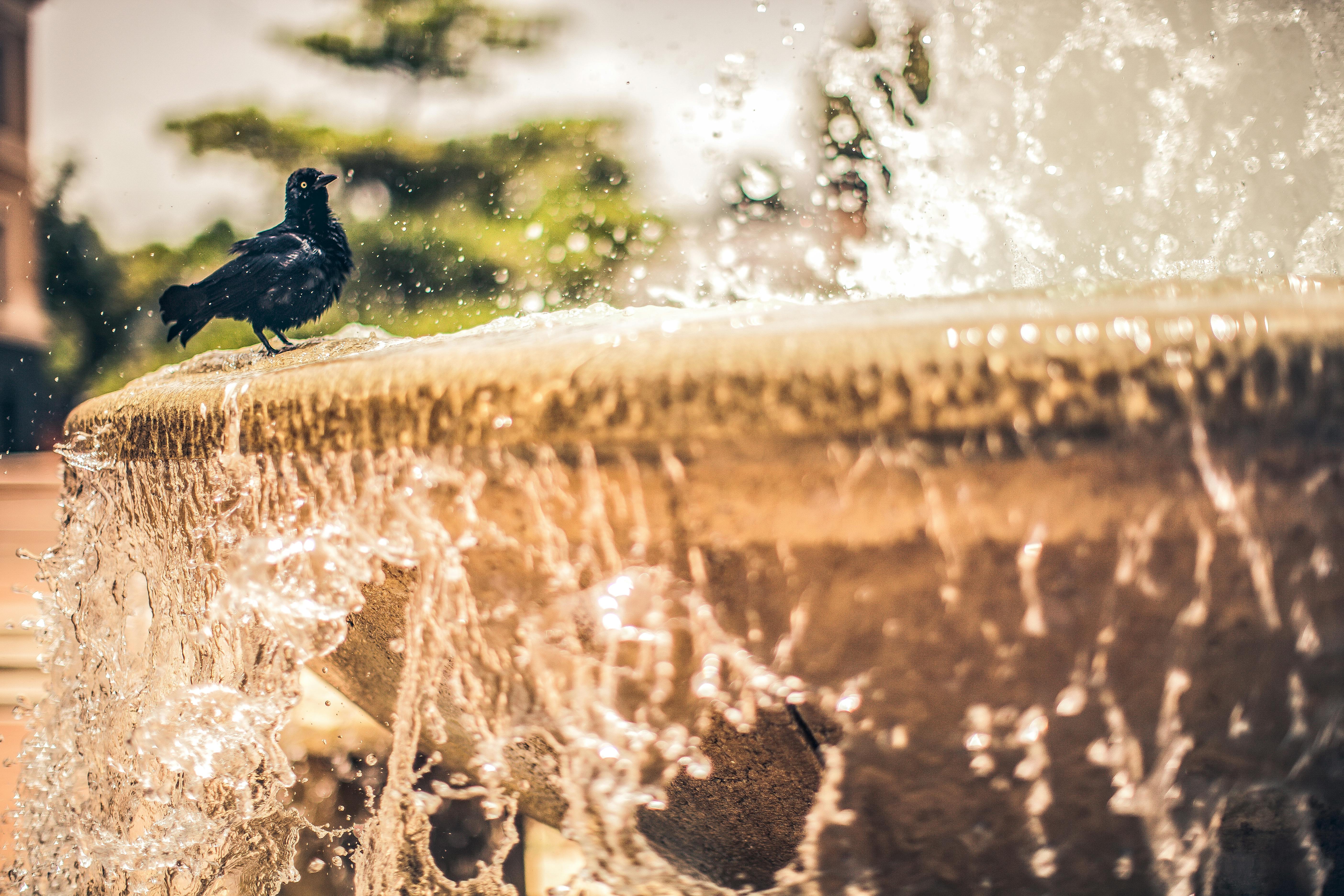 A black bird perches on a fountain with water splashing, set against a soft sunset background.