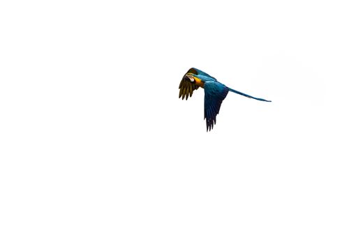 Free A vivid blue-and-yellow macaw in flight against a minimalist white background. Stock Photo