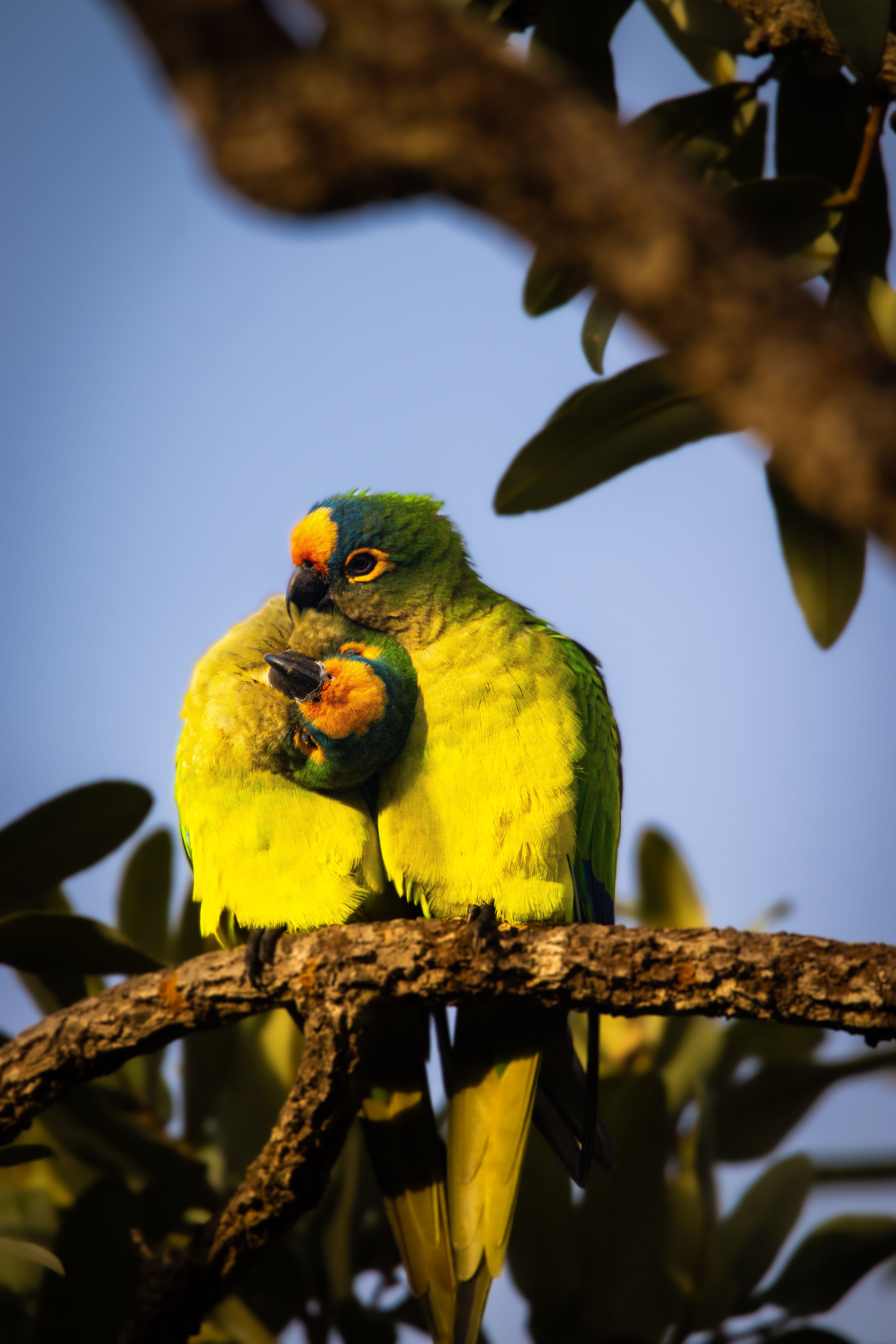 Vibrant Parrots Perched on Tree Branch · Free Stock Photo