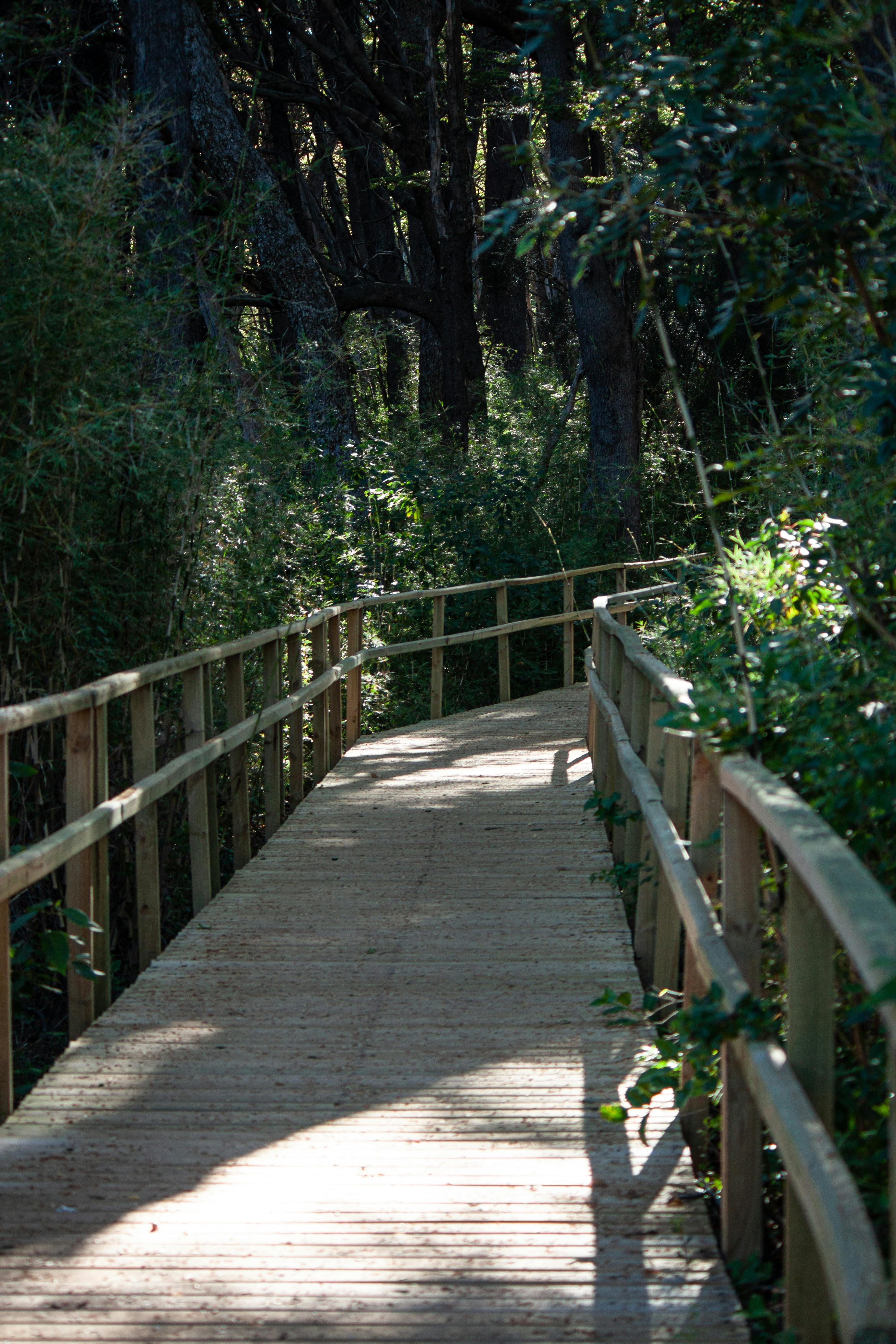 Tranquil wooden walkway through lush forest in San Clemente, Chile.