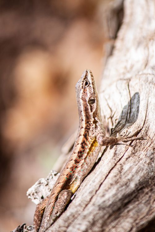 Free A lizard basking in sunlight on a textured branch, showcasing natural patterns and colors. Stock Photo