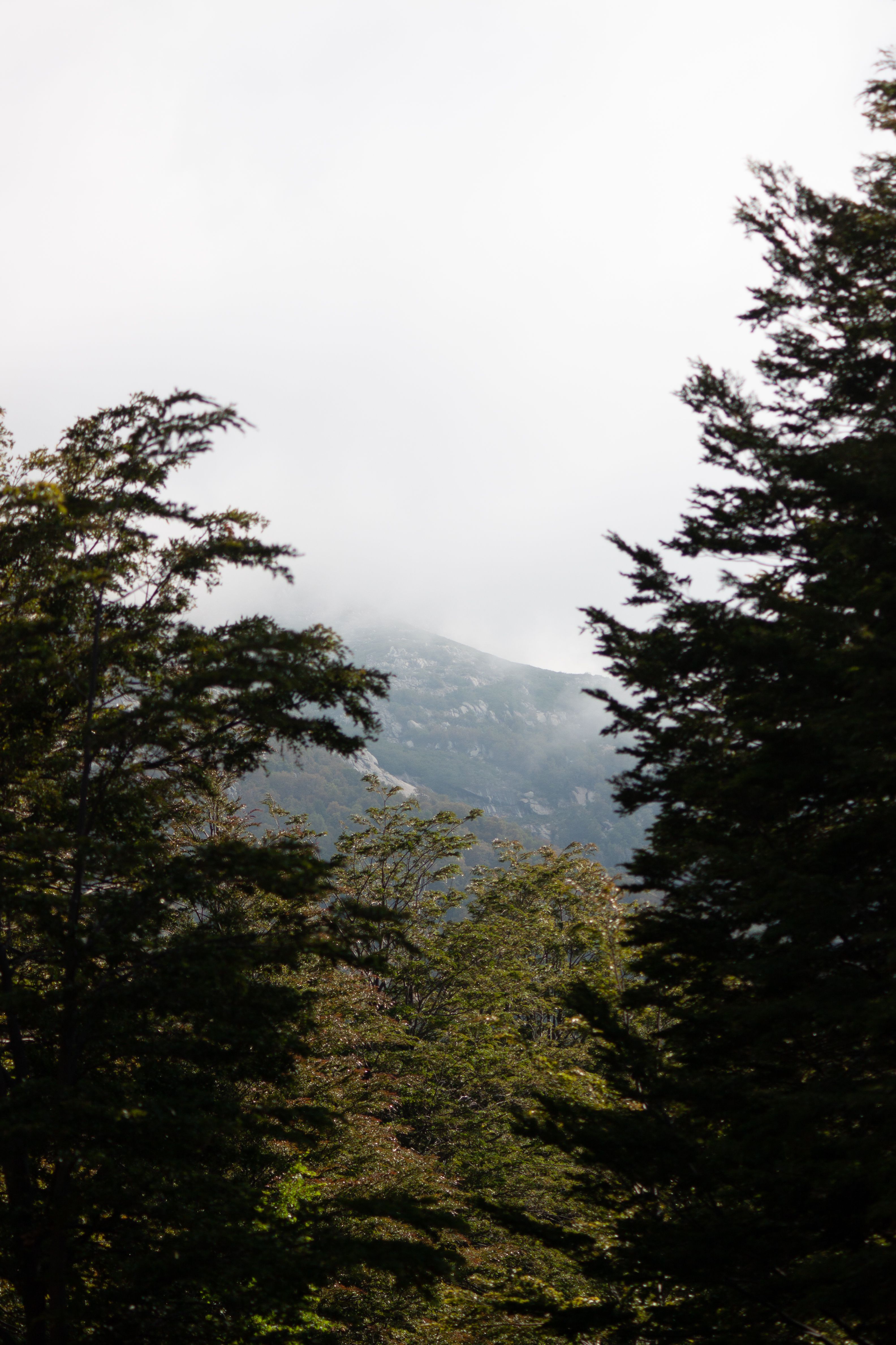 Misty Forest and Mountain Landscape · Free Stock Photo