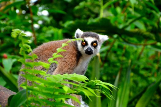Ranomafana cloud forest lemurs — Madagascar