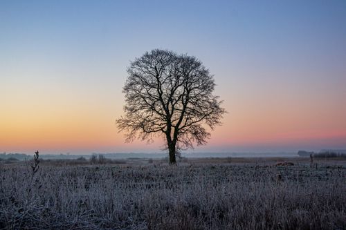 Free Lonely tree in frosty field at sunrise in Borger, Drenthe, Netherlands. Stock Photo
