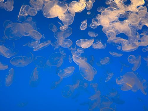 Free A swarm of translucent jellyfish floating gently in a vibrant blue ocean backdrop. Stock Photo