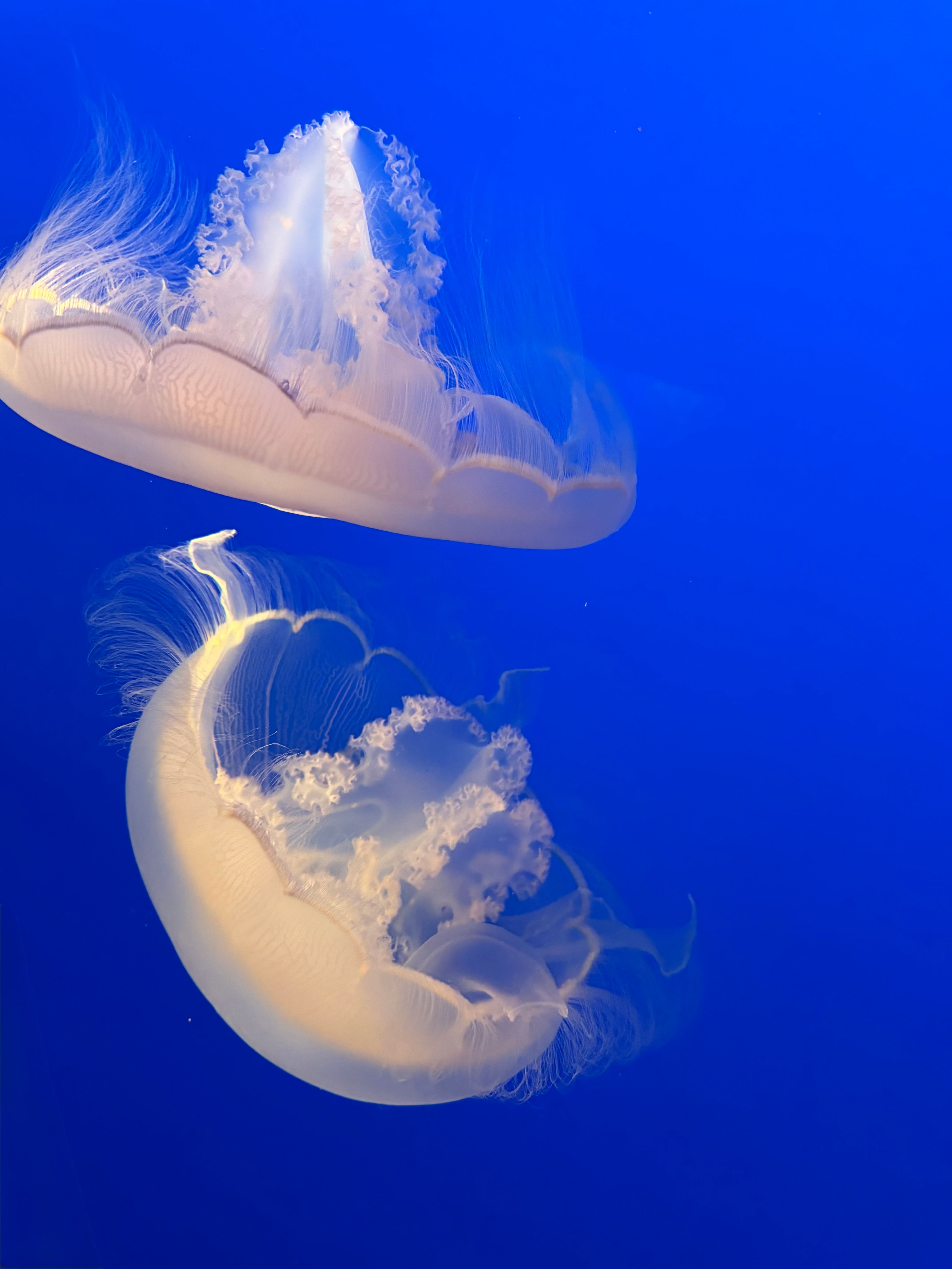 Ethereal Jellyfish Floating in Deep Blue Sea · Free Stock Photo