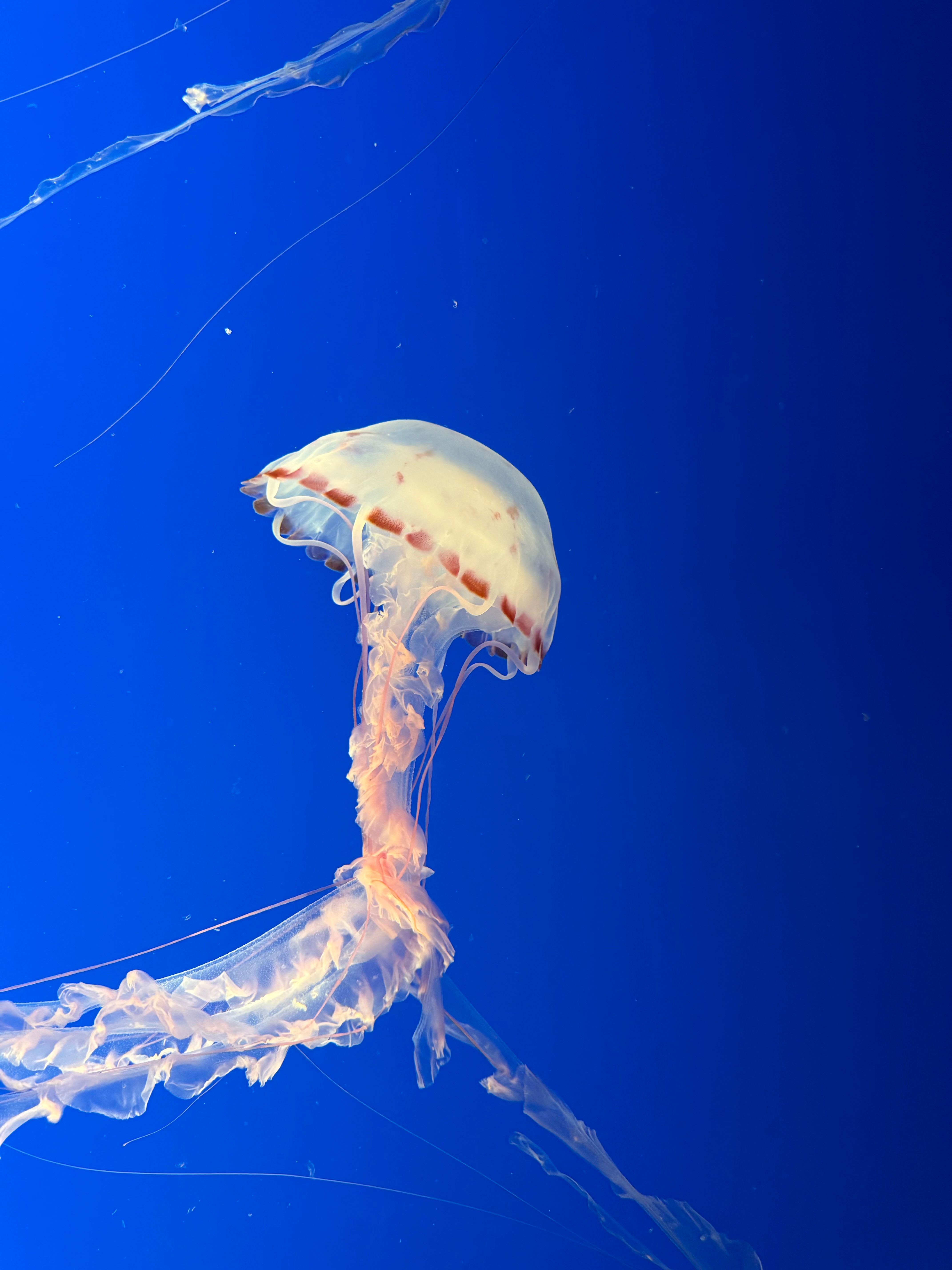 Close-up of Graceful Jellyfish in Deep Blue Ocean · Free Stock Photo