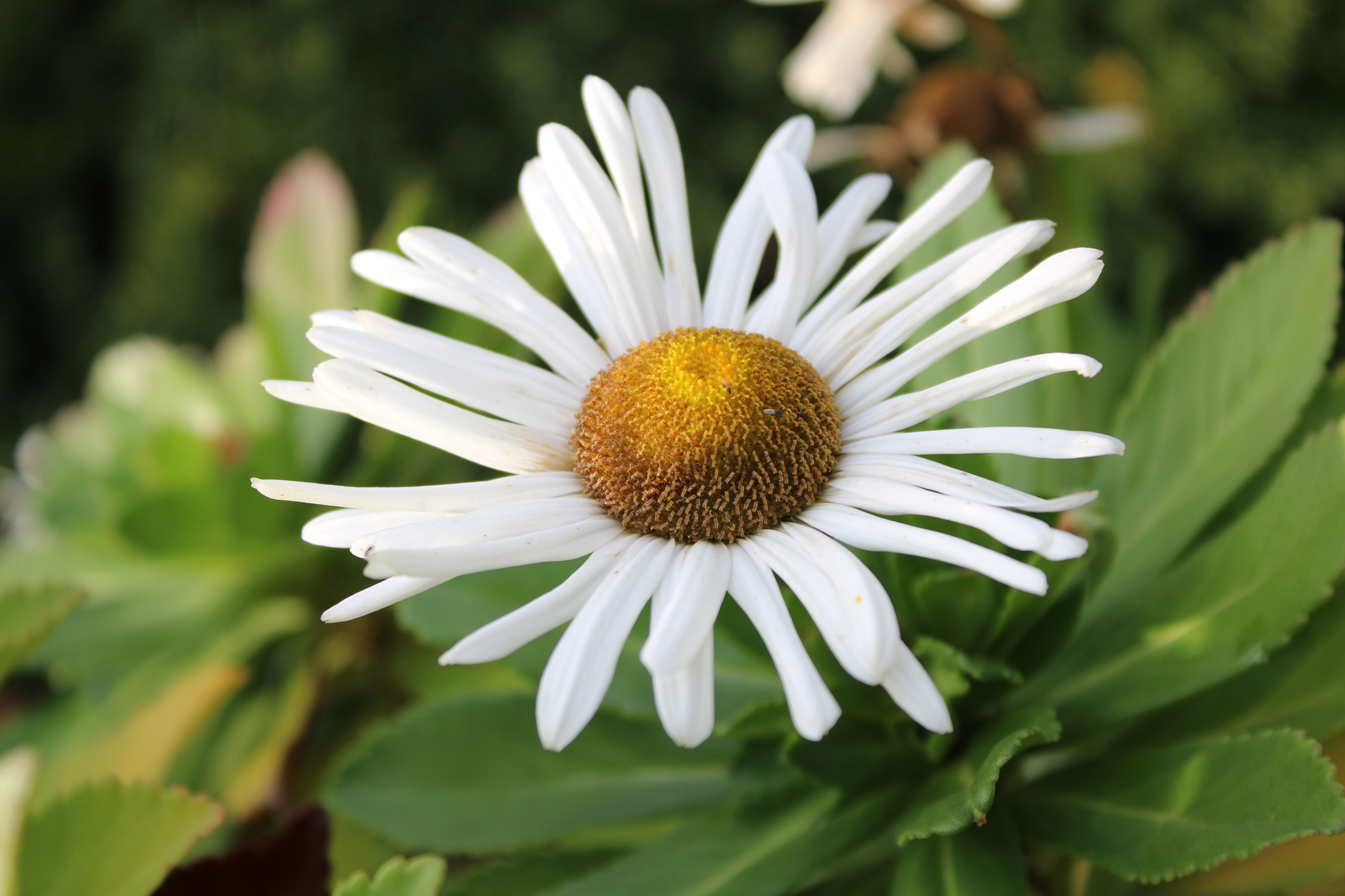 CloseUp of a White Daisy Bloom in Toronto · Free Stock Photo