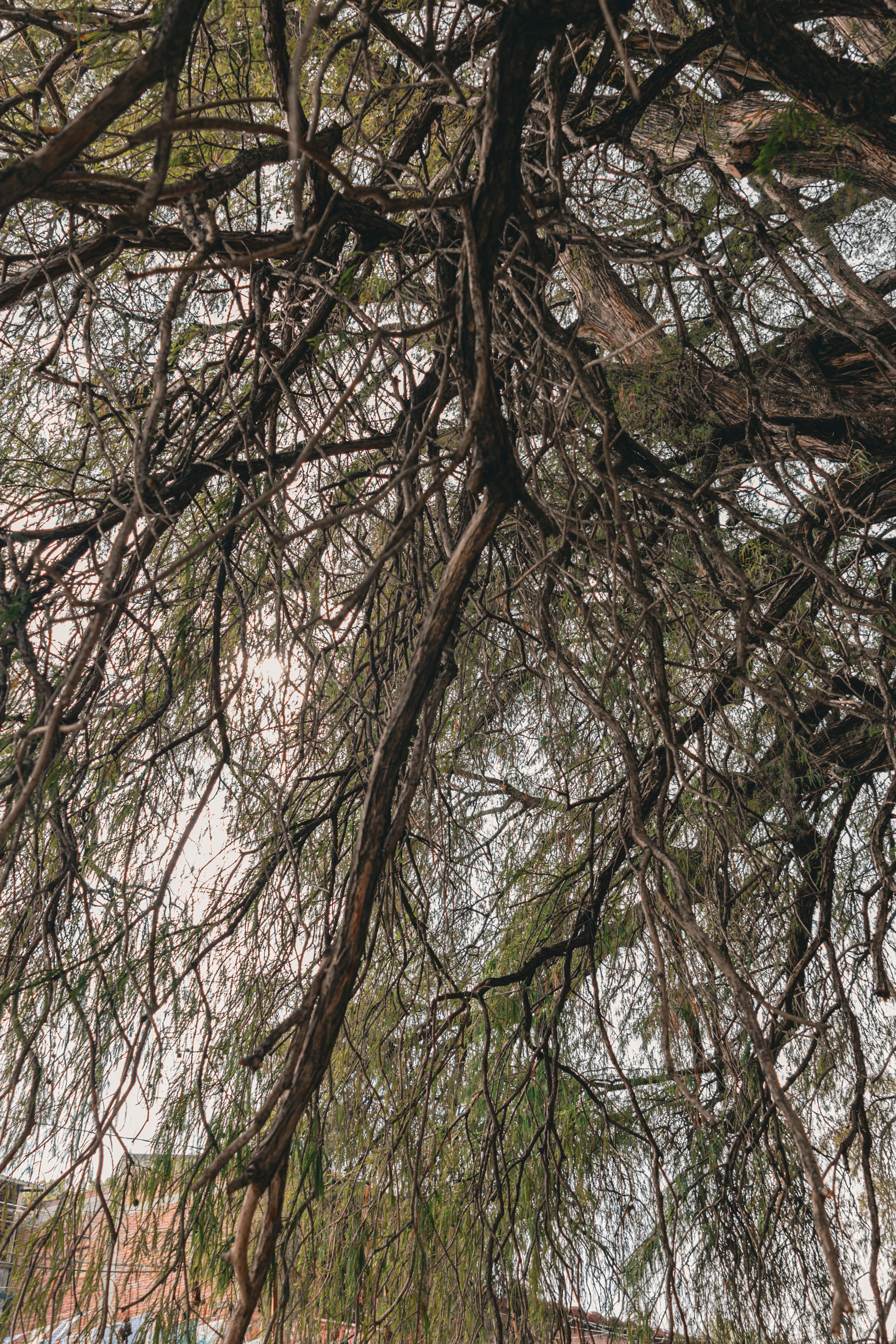 Fotomural Vista intrincada de ramas de árbol con un aspecto natural y dramático desde abajo.