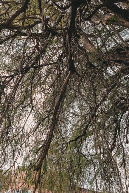 Fotomural Vista intrincada de ramas de árbol con un aspecto natural y dramático desde abajo.