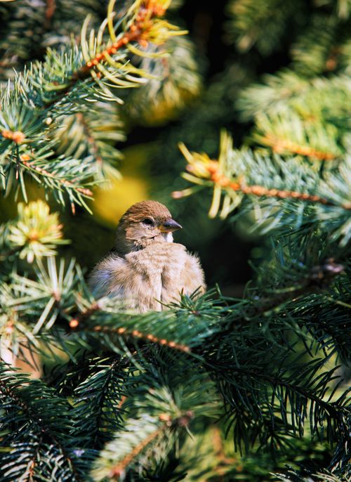 Free A sparrow nestled among lush evergreen branches, basking in the sunlight. Stock Photo