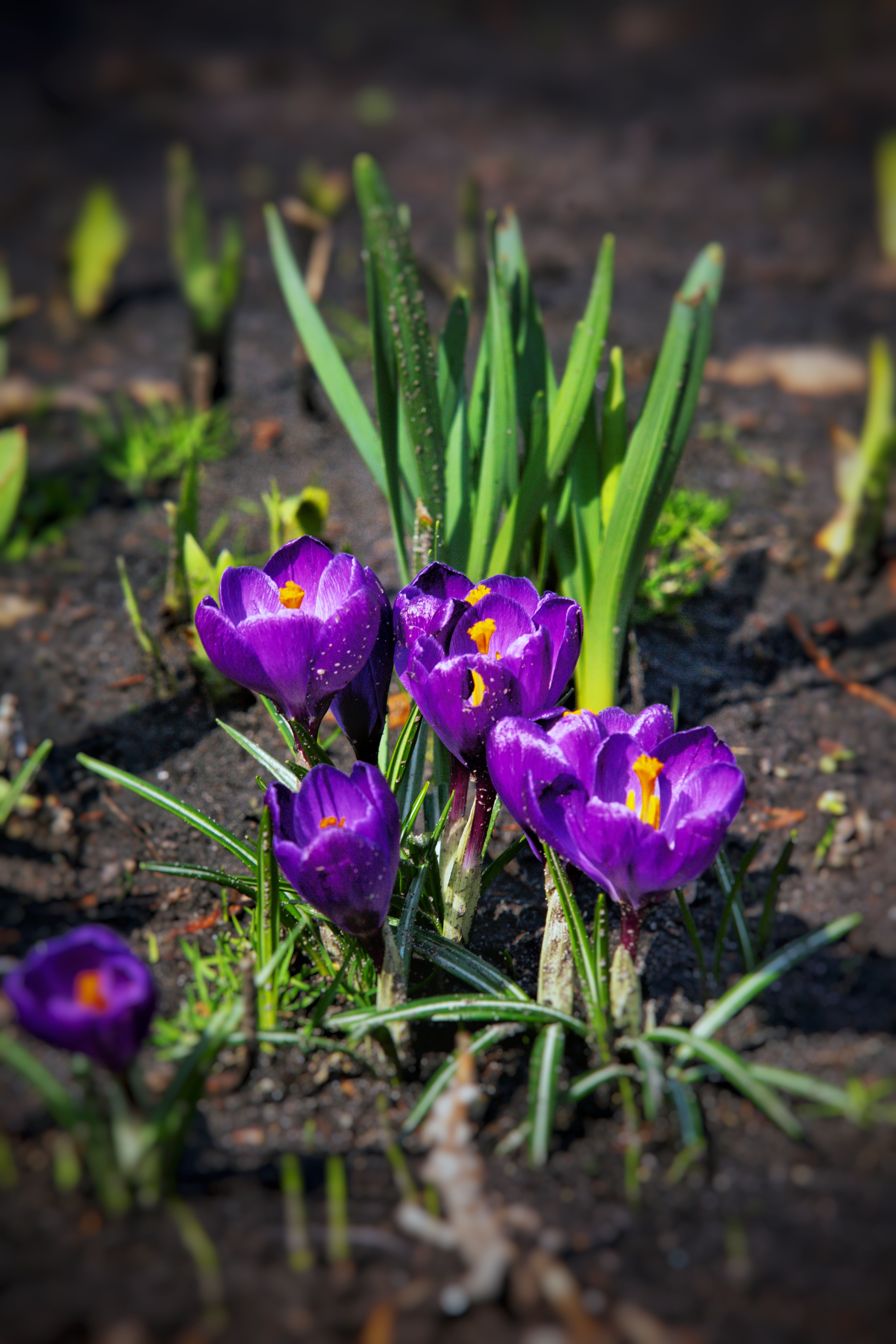 Vibrant Purple Crocuses Blooming in Spring Garden · Free Stock Photo