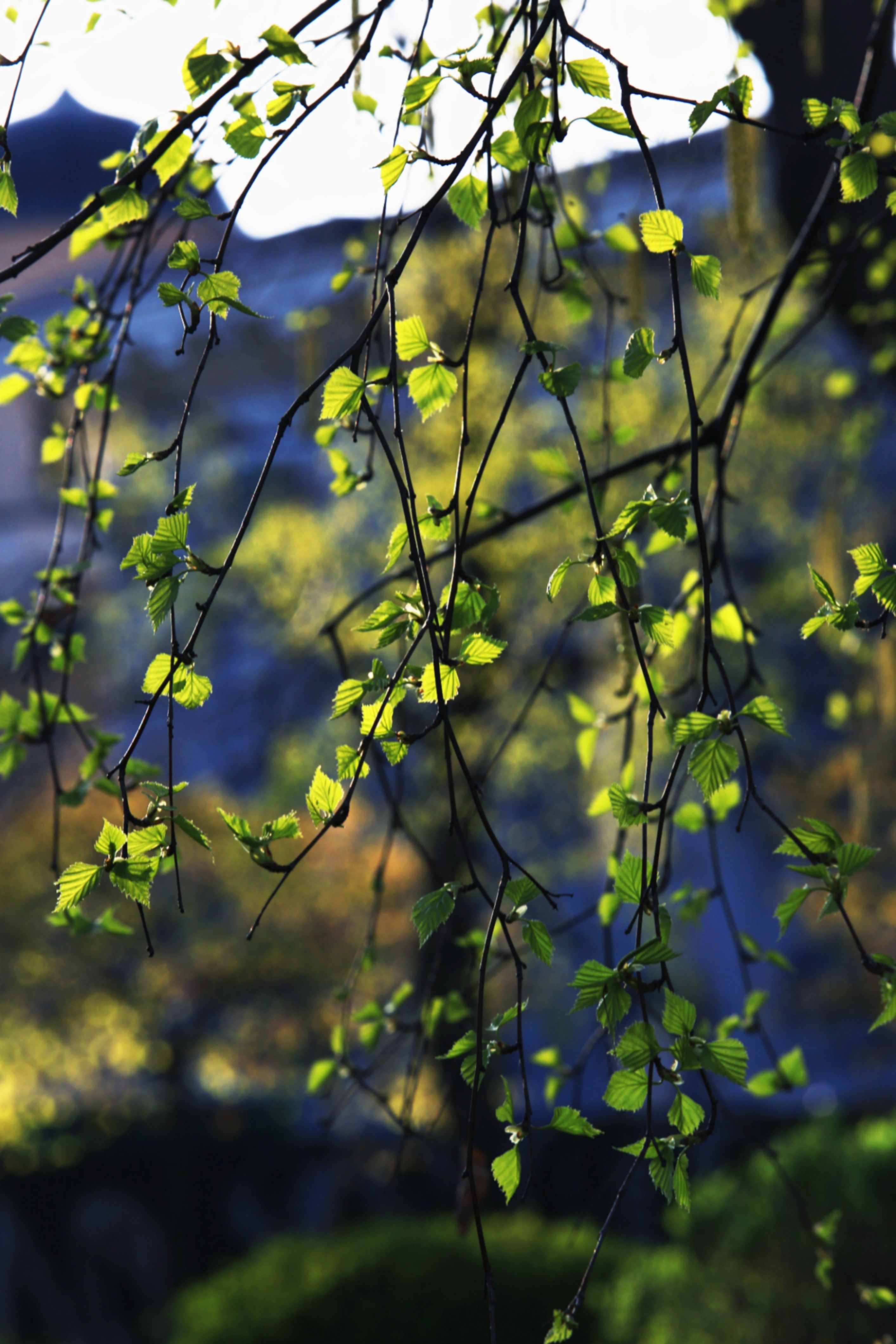 Close-up of Vibrant Green Spring Leaves · Free Stock Photo