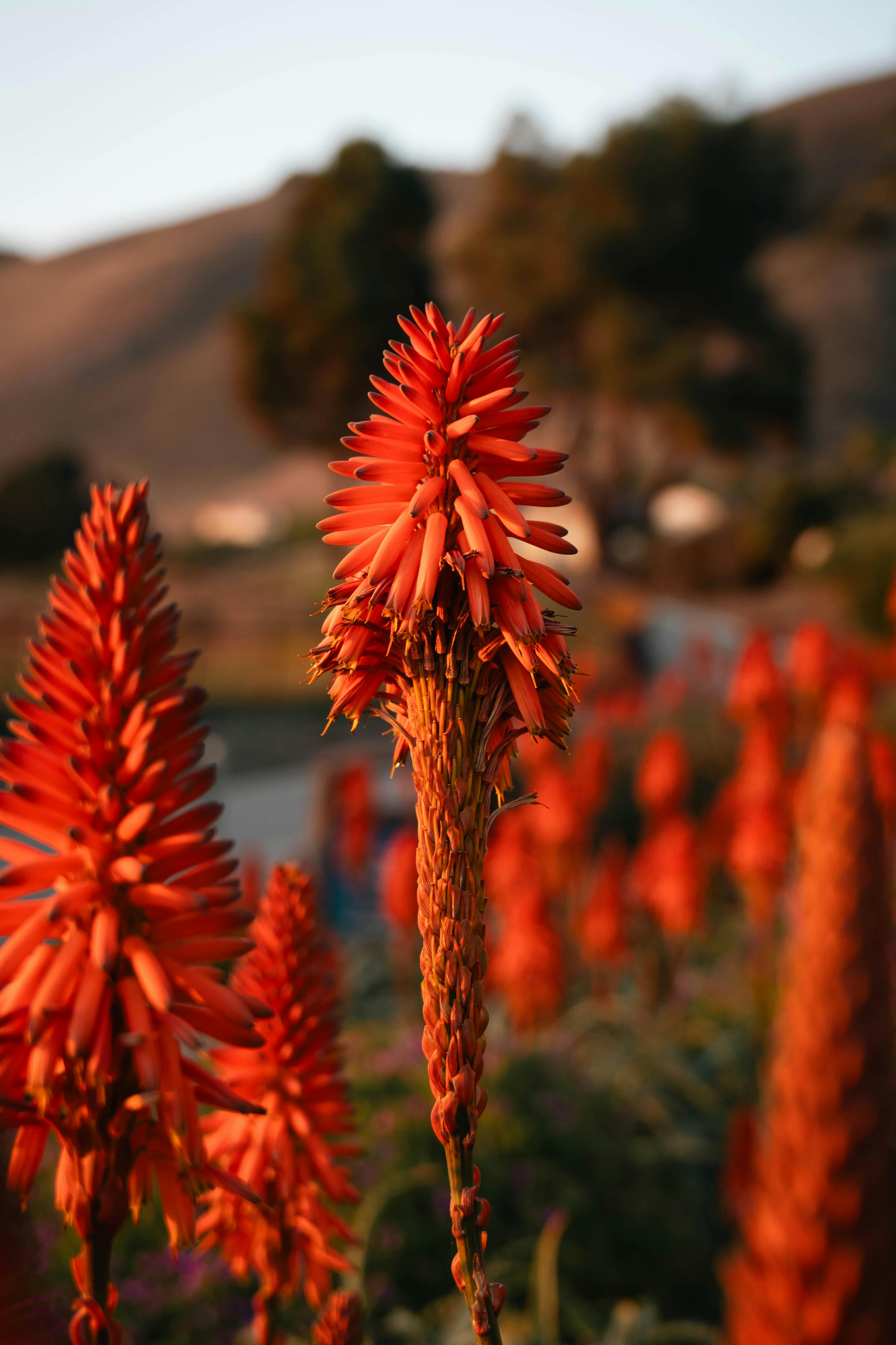Stunning close-up of red aloe flowers in Pismo Beach, California, captured at sunset.