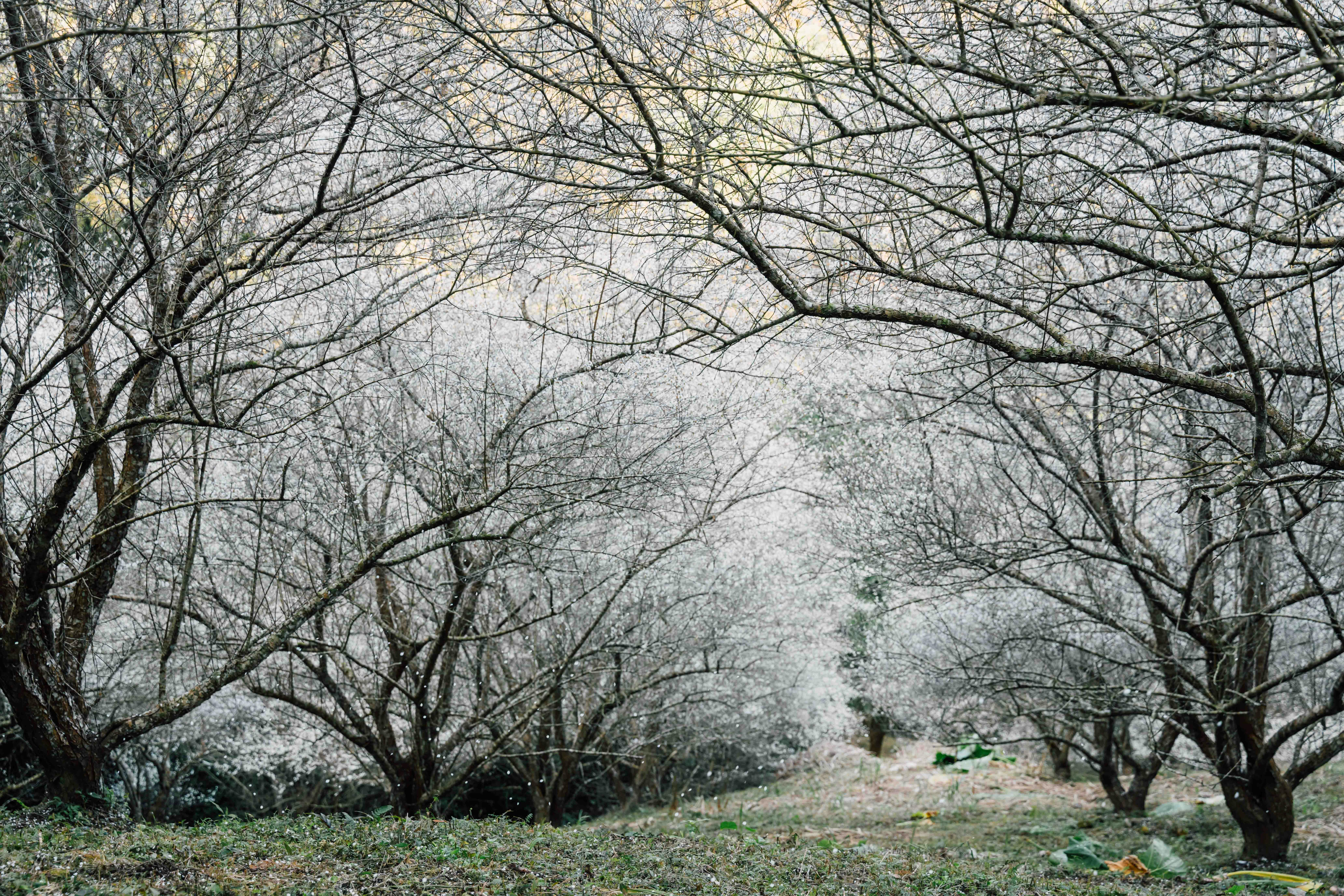 Serene landscape of snow-covered trees creating a wintry tunnel in a quiet forest.