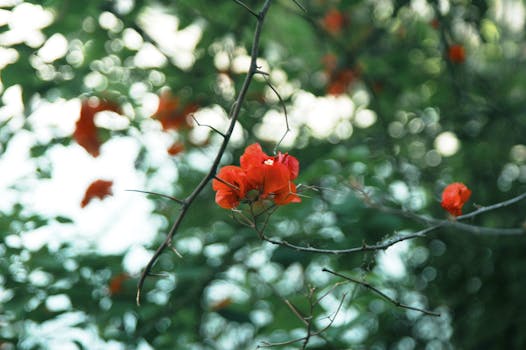 Close-up of red bougainvillea flowers with blurred green background. Ideal for nature-themed uses.