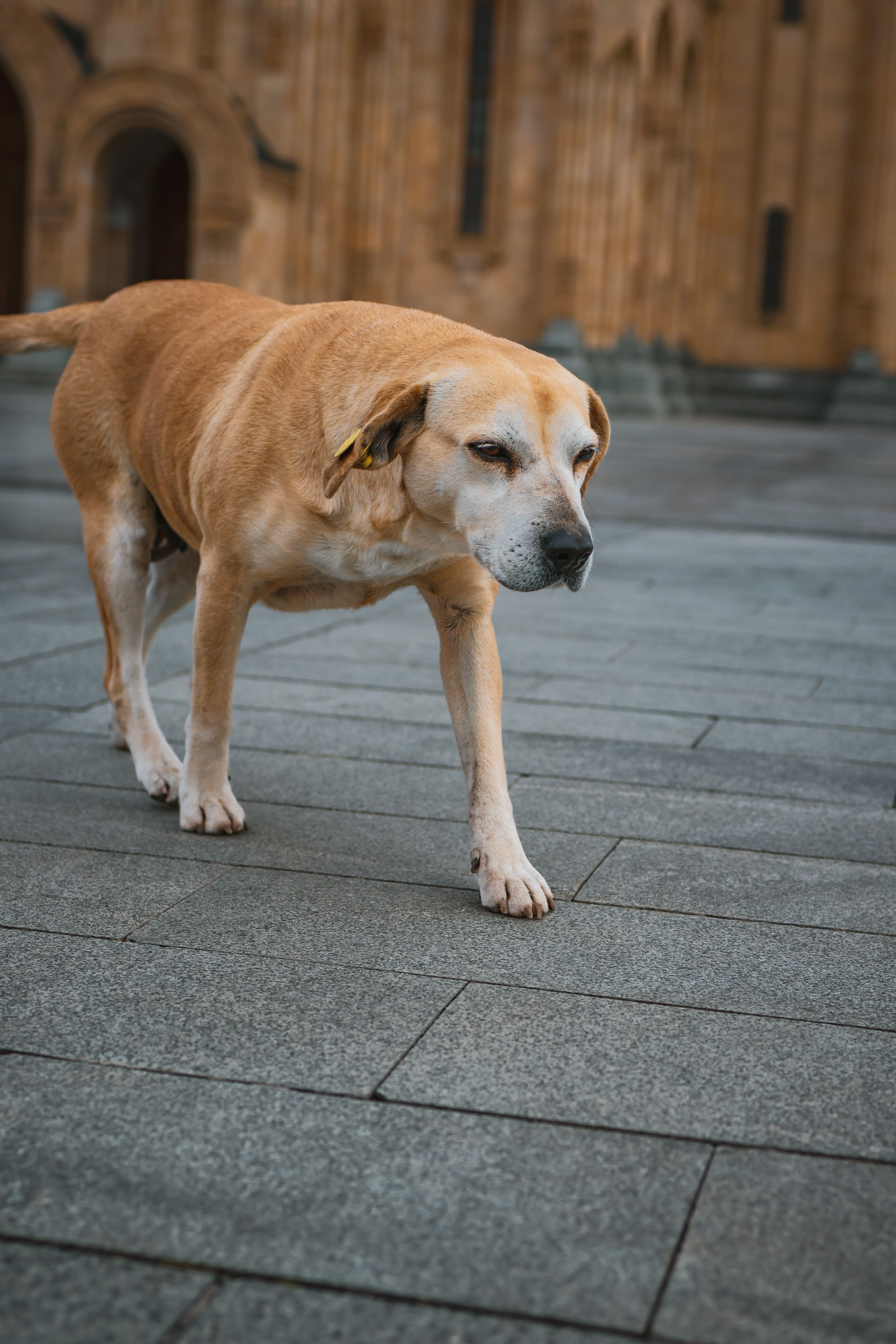 Heart Disease in Dogs: Symptoms Pet Parents Should Watch For