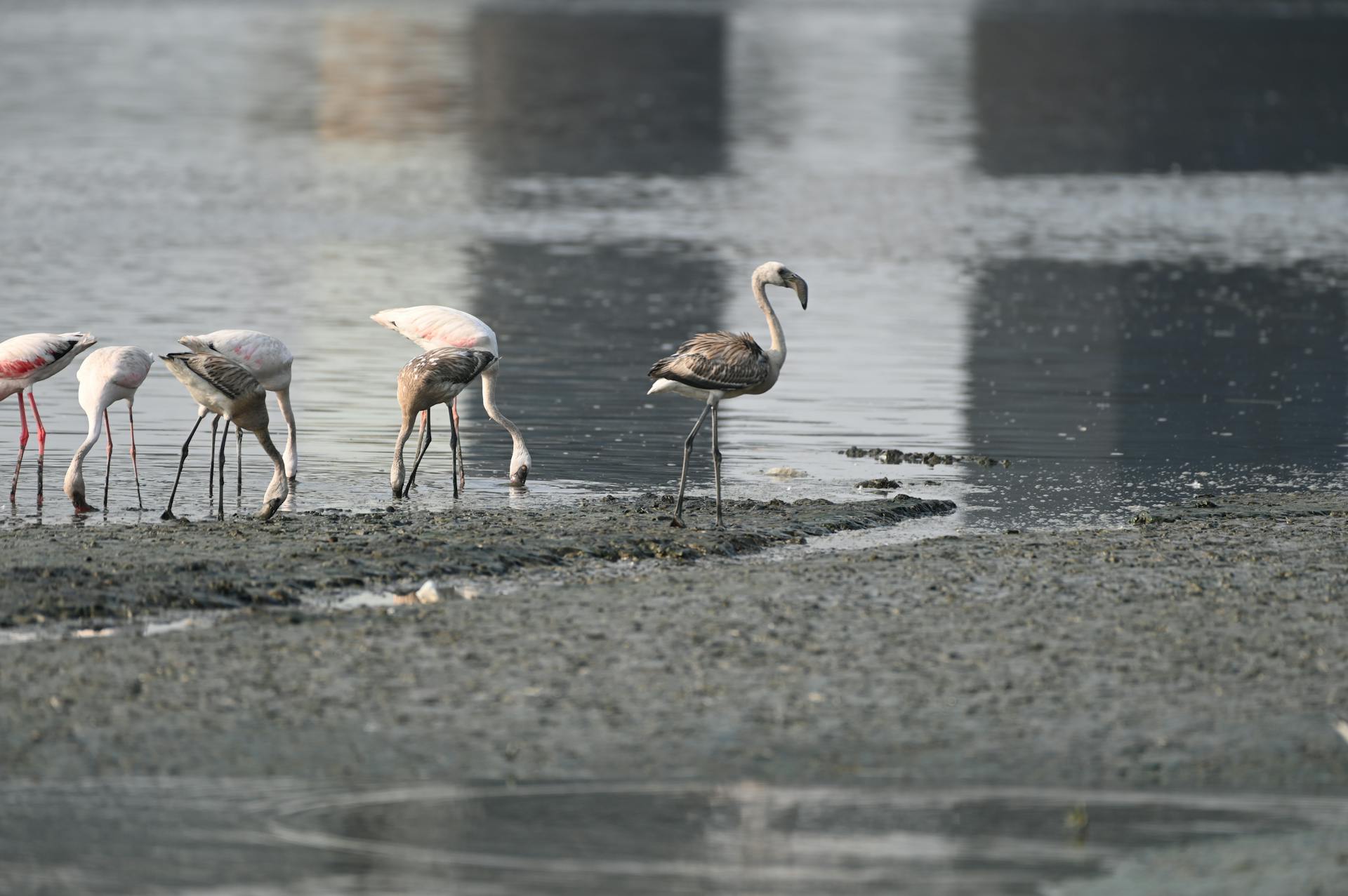 Flamingo in Mumbai