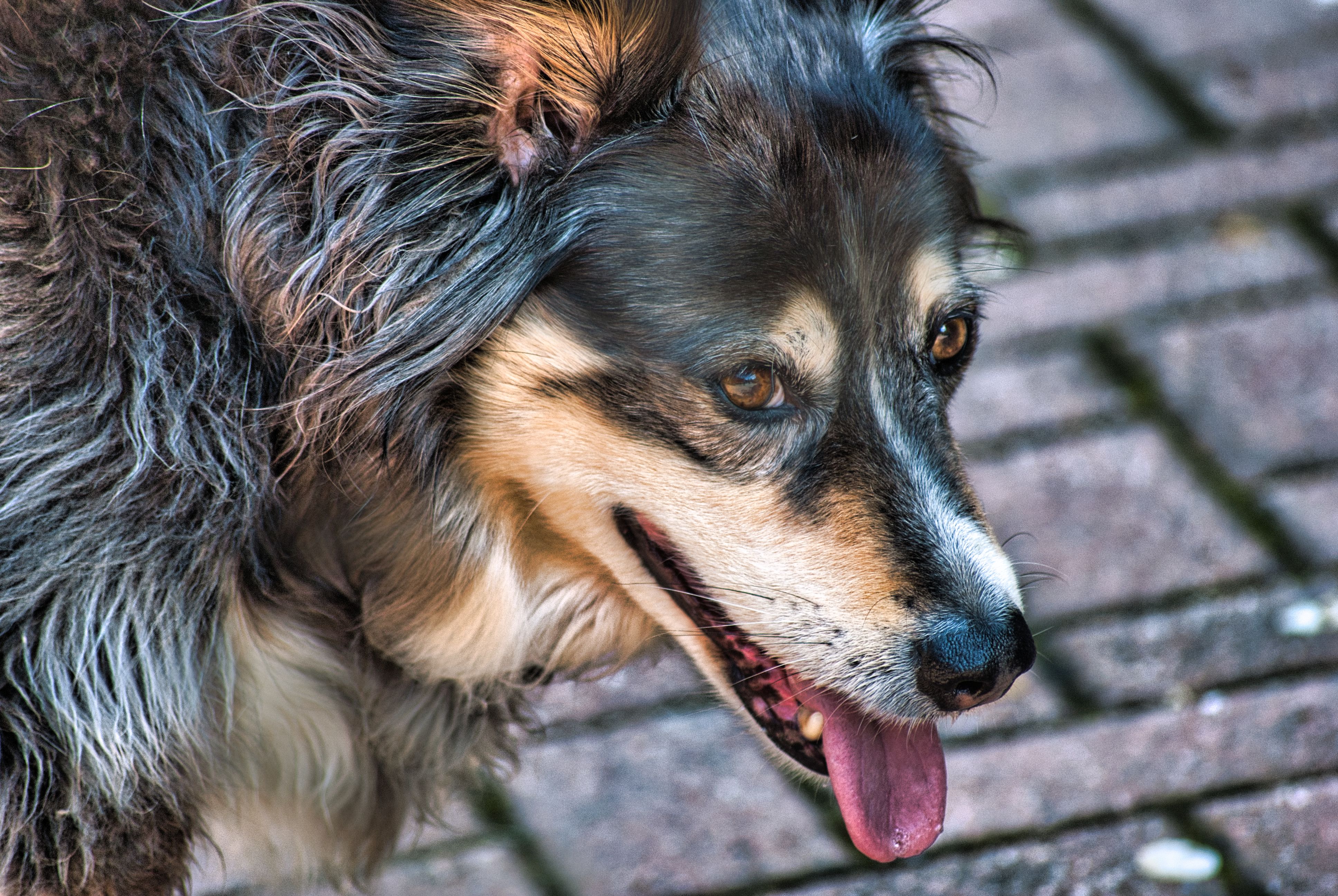 Veterinarian examining a dog during a checkup
