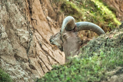 A captivating side view of a wild mountain goat with impressive horns, blending into rocky terrain.