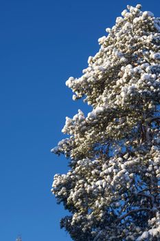 Snow-laden pine tree branches set against a clear blue sky, capturing winter serenity.