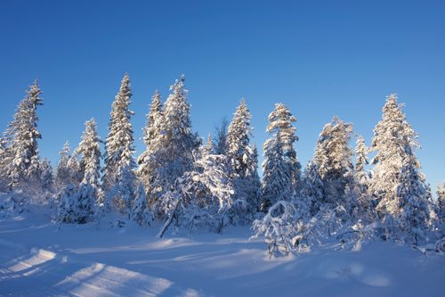 Free Majestic snow-filled landscape with frosted trees against a bright blue sky. Stock Photo