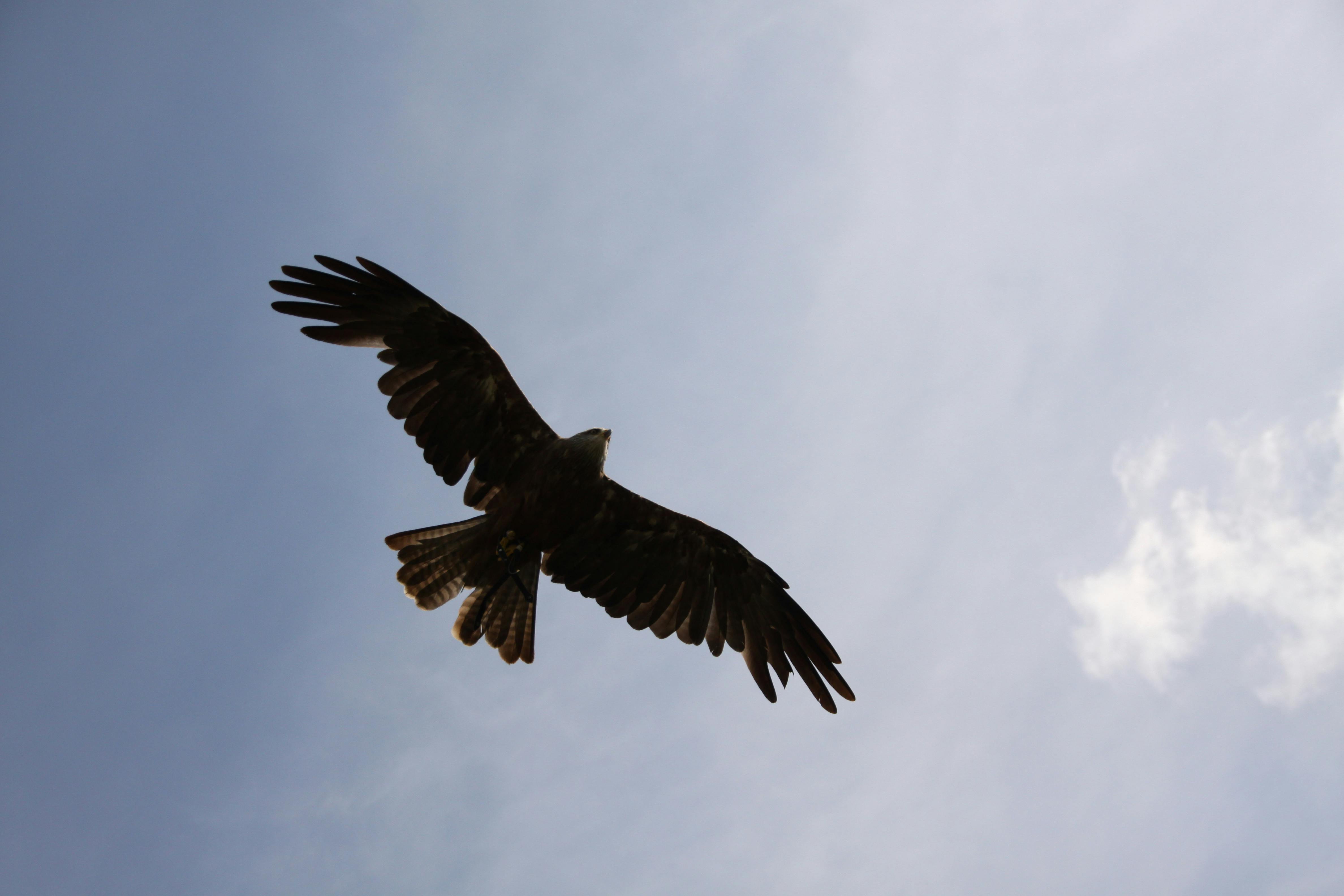 免費 雄鷹在天空中滑翔，象徵自由和優雅。 圖庫相片