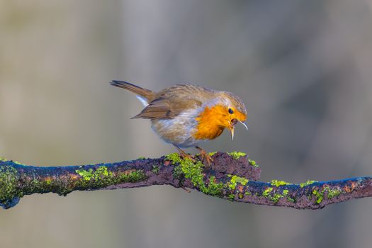 European robin perched on a moss-covered branch, singing. Captured with vibrant detail.