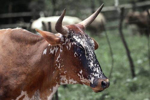 Free Close-up of a Nguni cow with distinctive markings in a green pasture, showcasing its unique beauty. Stock Photo